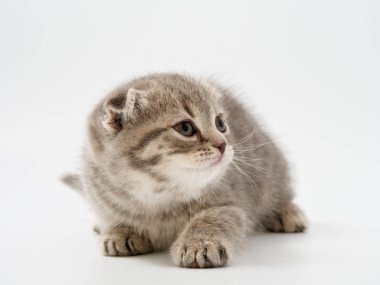 Scottish fold beyaz arka plan kitten oturur