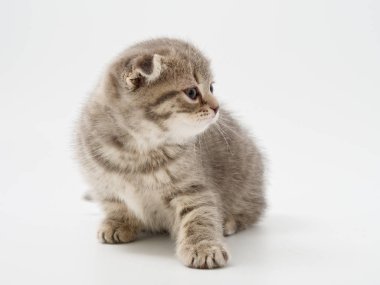 Scottish fold beyaz arka plan kitten oturur