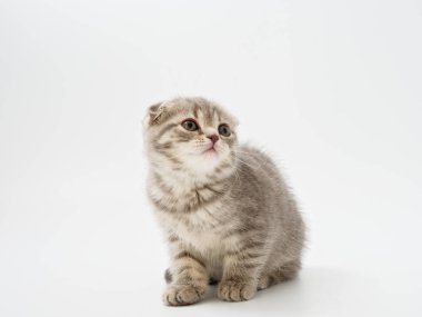 Scottish fold beyaz arka plan kitten oturur