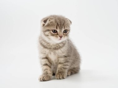 Scottish fold beyaz arka plan kitten oturur