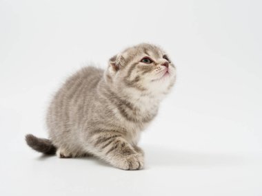 little kittens british fold on white background