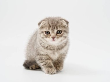 Scottish fold beyaz arka plan kitten oturur