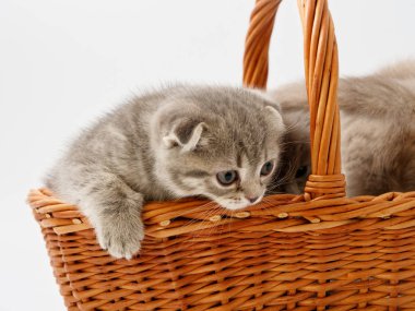 komik küçük İskoç kedi hasır kedi evden oturmuş