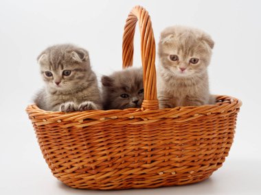 komik küçük İskoç kedi hasır kedi evden oturmuş