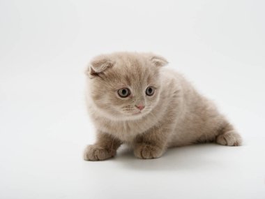 Scottish fold beyaz arka plan kitten oturur