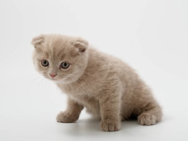 Scottish fold beyaz arka plan kitten oturur