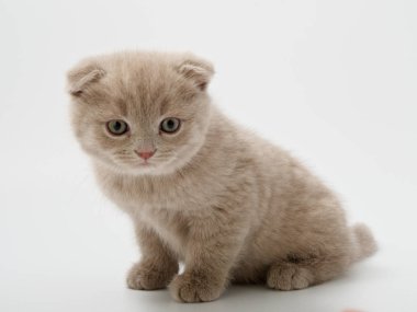 Scottish fold beyaz arka plan kitten oturur