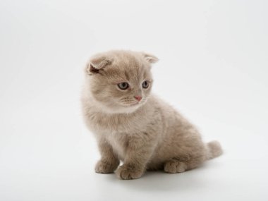 Scottish fold beyaz arka plan kitten oturur