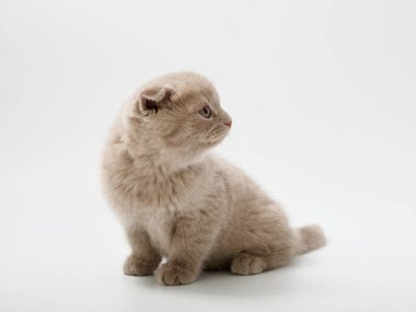 Scottish fold beyaz arka plan kitten oturur