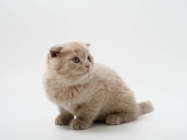 Scottish fold beyaz arka plan kitten oturur