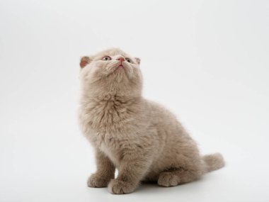 Scottish fold beyaz arka plan kitten oturur