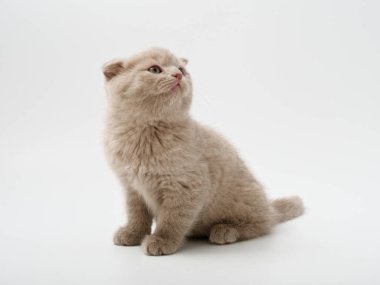 Scottish fold beyaz arka plan kitten oturur