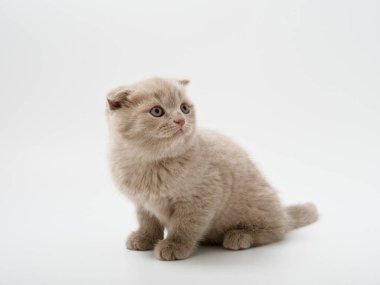 Scottish fold beyaz arka plan kitten oturur