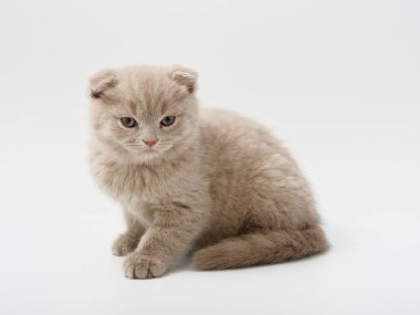 Scottish fold beyaz arka plan kitten oturur