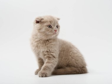 Scottish fold beyaz arka plan kitten oturur