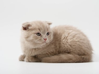 Scottish fold beyaz arka plan kitten oturur