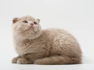 Scottish fold beyaz arka plan kitten oturur