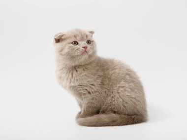 Scottish fold beyaz arka plan kitten oturur