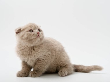 Scottish fold beyaz arka plan kitten oturur