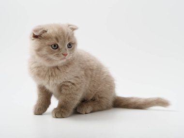 Scottish fold beyaz arka plan kitten oturur