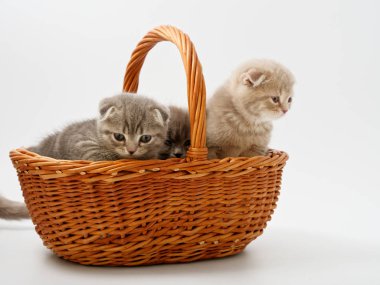 komik küçük İskoç kedi hasır kedi evden oturmuş