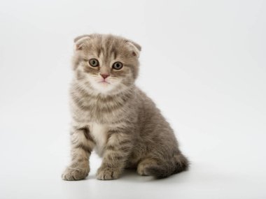Scottish fold beyaz arka plan kitten oturur