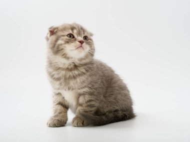 Scottish fold beyaz arka plan kitten oturur