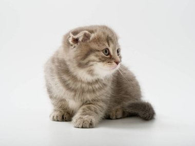Scottish fold beyaz arka plan kitten oturur