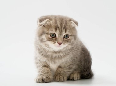 Scottish fold beyaz arka plan kitten oturur