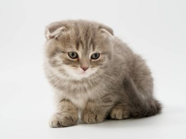 Scottish fold beyaz arka plan kitten oturur