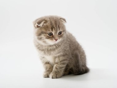 Scottish fold beyaz arka plan kitten oturur