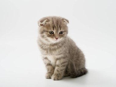 Scottish fold beyaz arka plan kitten oturur
