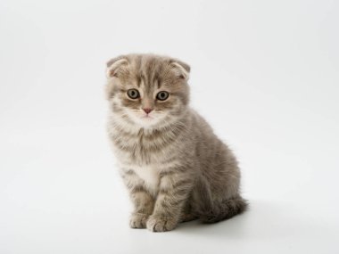 little kittens british fold on white background