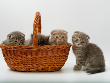 komik küçük İskoç kedi hasır kedi evden oturmuş