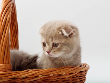 komik küçük İskoç kedi hasır kedi evden oturmuş