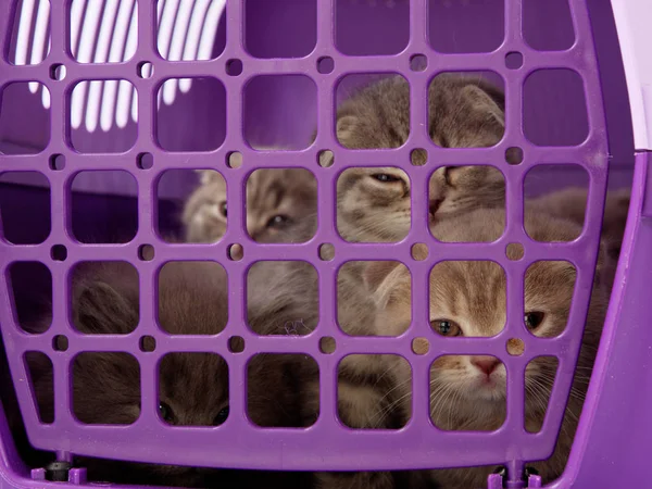 little kittens sit in a pet carrier 5