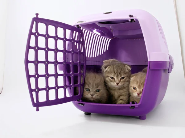 Küçük Yavru Kedi Evde Beslenen Hayvan Nakliyeci Oturmak — Stok fotoğraf