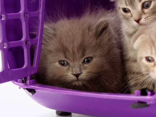 little kittens sit in a pet carrier 5
