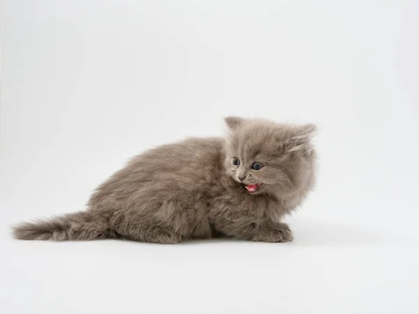 Scottish Fold Kitten Sits White Background — Stock Photo, Image