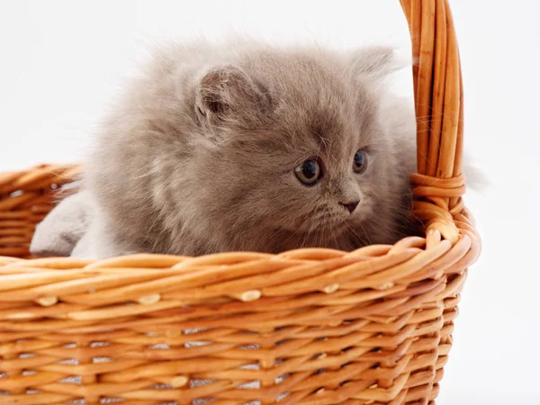 Drôle Petit Chaton Écossais Assis Intérieur Maison Chat Osier — Photo