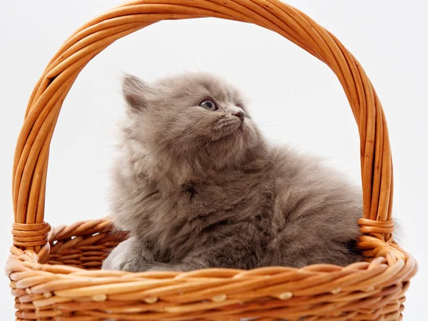 Drôle Petit Chaton Écossais Assis Intérieur Maison Chat Osier — Photo