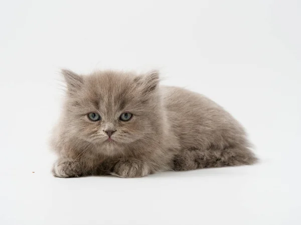 Scottish Fold Kitten Sits White Background — Stock Photo, Image