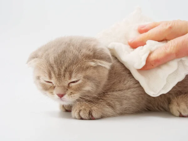 Scottish Fold kitten sits, against white background