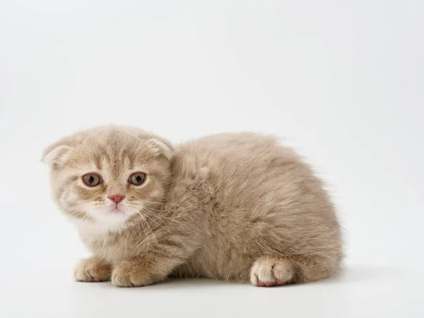 Schotse Vouwen Kitten Zit Tegen Witte Achtergrond — Stockfoto