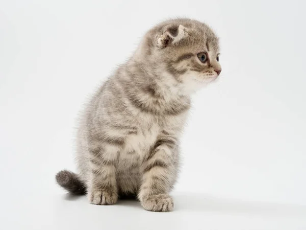 Små kattungar brittiska vik på vit bakgrund — Stockfoto