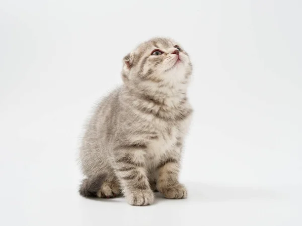 Μικρά γατάκια Βρετανοί Διπλώστε σε λευκό φόντο — Φωτογραφία Αρχείου