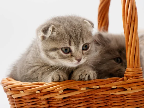 Engraçado Pouco Escocês Gatinho Sentado Dentro Vime Gato Casa — Fotografia de Stock