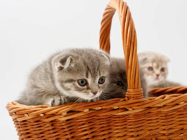 Engraçado Pouco Escocês Gatinho Sentado Dentro Vime Gato Casa — Fotografia de Stock