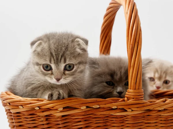 Funny Little Scottish Kitten Sitting Wicker Cat House — Stock Photo, Image