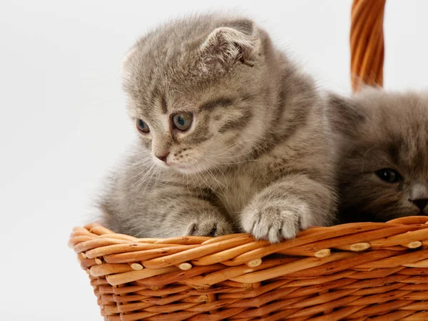 Divertido Poco Escocés Gatito Sentado Dentro Mimbre Gato Casa — Foto de Stock